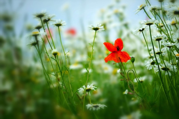 Nahaufnahme von roten Mohnblüten auf dem Feld