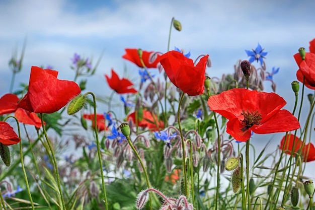 Foto nahaufnahme von roten mohnblüten auf dem feld