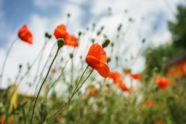 Nahaufnahme von roten Mohnblumen am blauen Himmel