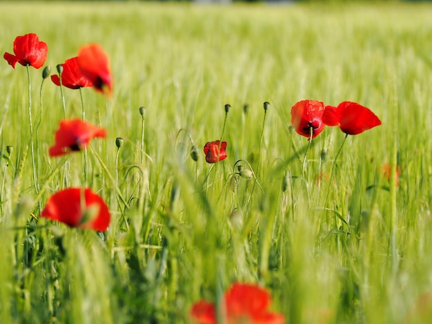 Nahaufnahme von roten Mohnblumen auf dem Feld