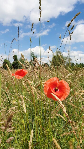 Foto nahaufnahme von roten mohnblumen auf dem feld