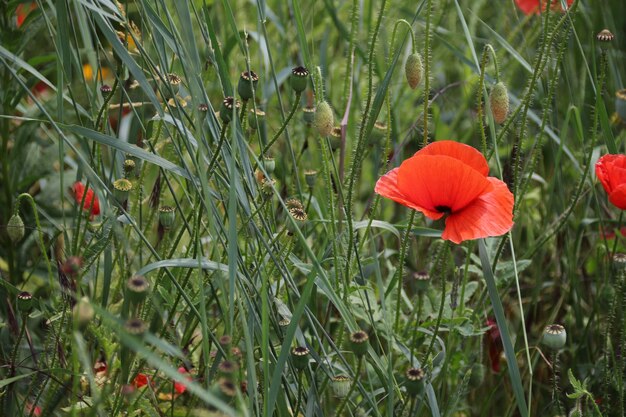 Nahaufnahme von roten Mohnblumen auf dem Feld