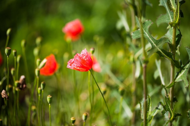Nahaufnahme von roten Mohnblumen auf dem Feld