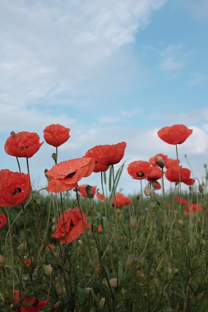 Foto nahaufnahme von roten mohnblumen, die auf dem feld gegen den himmel blühen