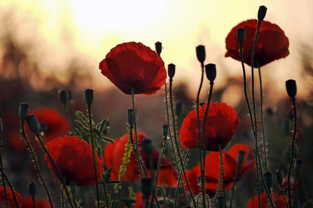 Foto nahaufnahme von roten mohnblumen gegen den himmel