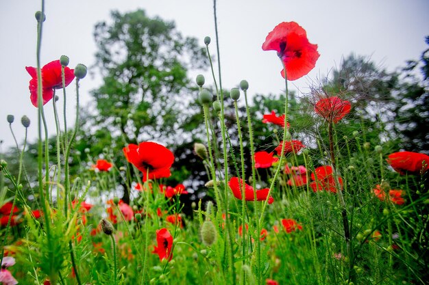 Foto nahaufnahme von roten mohnblumen gegen den himmel