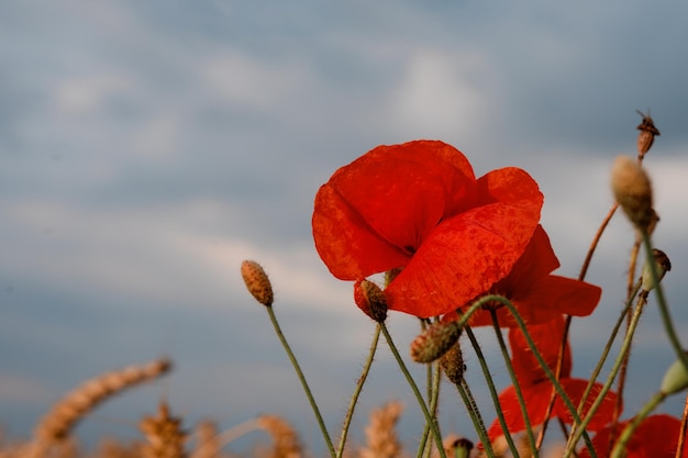 Nahaufnahme von roten Mohnblumen im Feld gegen bewölkten Himmel Platz für Text