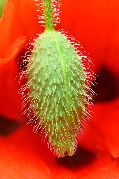 Nahaufnahme von roten Mohnblumen und Knospen