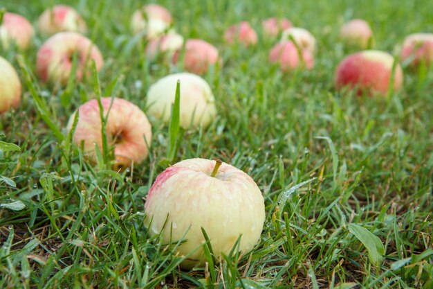 Nahaufnahme von roten reifen Äpfeln auf grünem Gras im Garten.