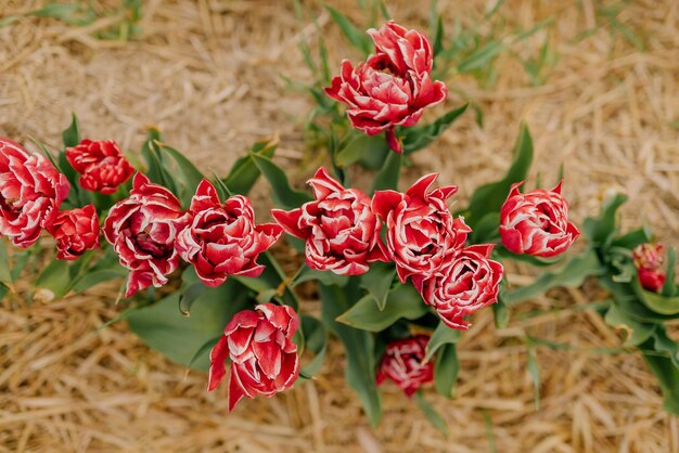 Foto nahaufnahme von roten rosen auf der pflanze