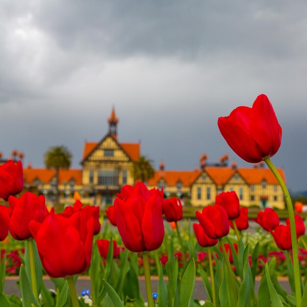 Foto nahaufnahme von roten tulpen auf dem feld gegen bewölkten himmel