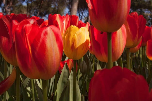 Foto nahaufnahme von roten tulpen, die auf dem feld blühen