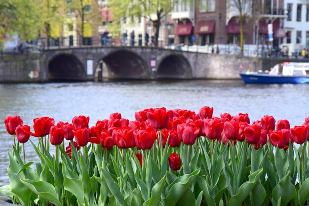 Nahaufnahme von roten Tulpen in Amsterdam