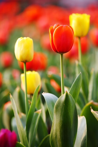 Foto nahaufnahme von roten tulpen