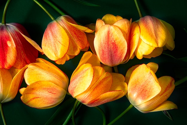 Foto nahaufnahme von roten tulpen