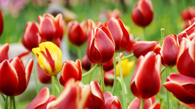Foto nahaufnahme von roten tulpen