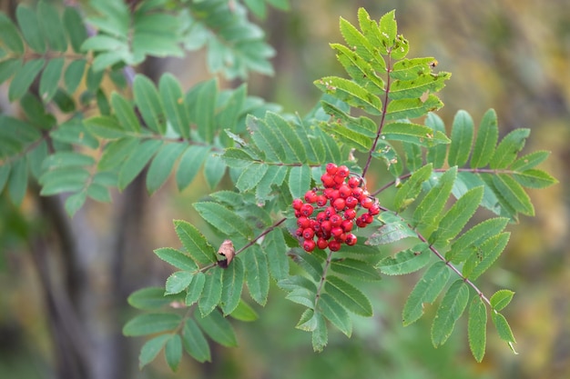 Foto nahaufnahme von rowanbeeren, die im freien wachsen