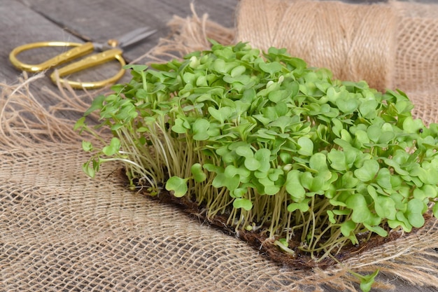 Nahaufnahme von Rucola auf natürlichem Sackleinen Anbau von mikrogrünen Pflanzen Gesunde Ernährung