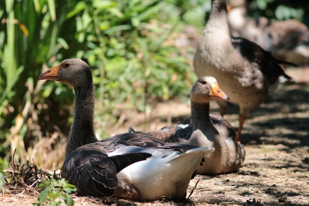 Nahaufnahme von ruhenden Gänsen