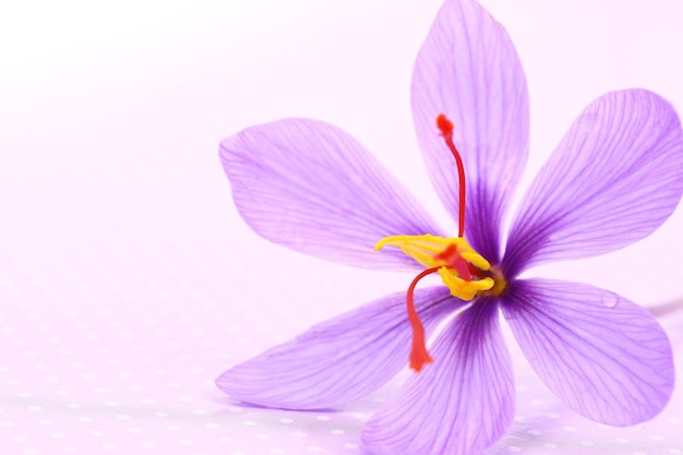 Nahaufnahme von Safranblüten