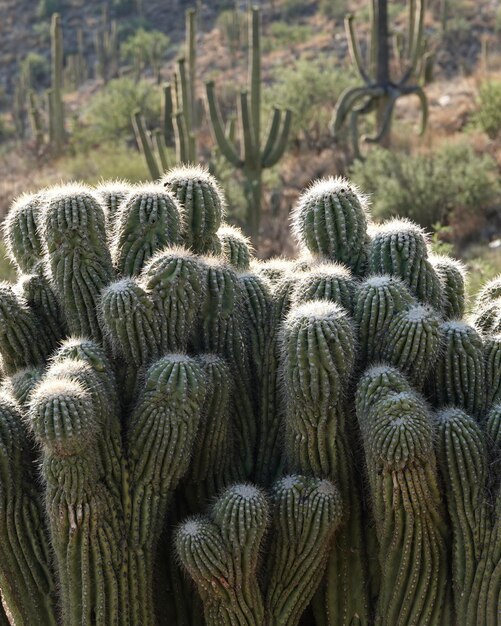 Foto nahaufnahme von saguaro-kaktuspflanzen in der wüste