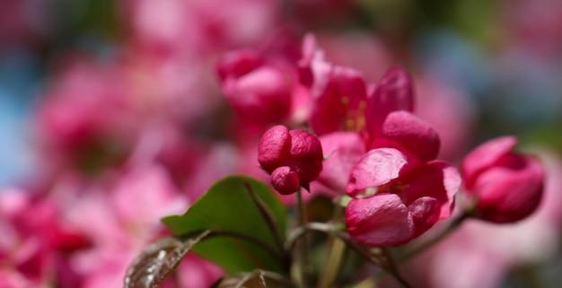 Nahaufnahme von Sakura-Knospen mit selektivem Fokus auf unscharfem Hintergrund im Breitformat