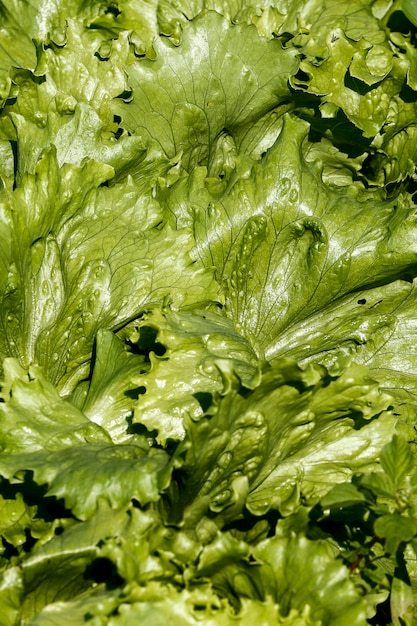 Nahaufnahme von Salatblättern im Gemüsegarten