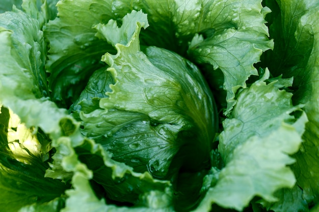 Nahaufnahme von Salatblättern im Gemüsegarten