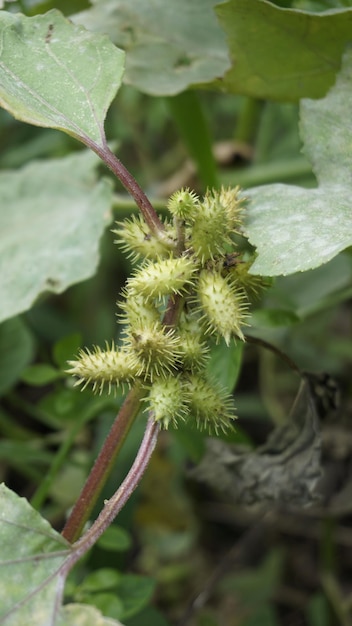 Nahaufnahme von Samen von Xanthium strumarium, auch bekannt als Ditchbur, Noogoora, Common, Rough, Burweed, Europa