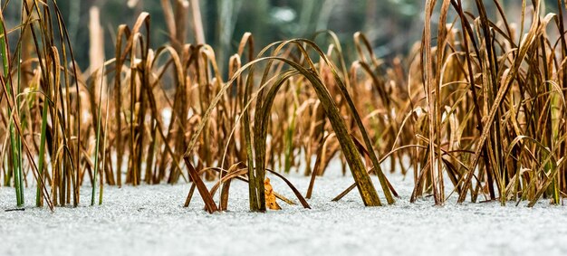 Foto nahaufnahme von sand am strand