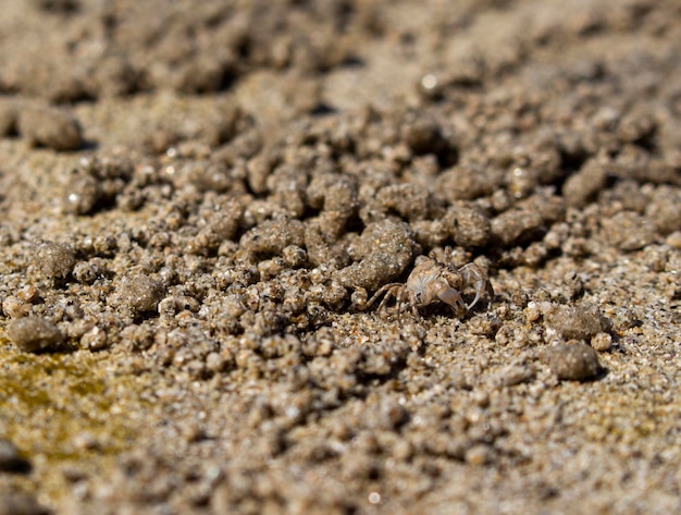 Nahaufnahme von Sand Bubbler Crab am Strand mit Kopierbereich Ein Sandhaufen aus Sand Bubbler Crab