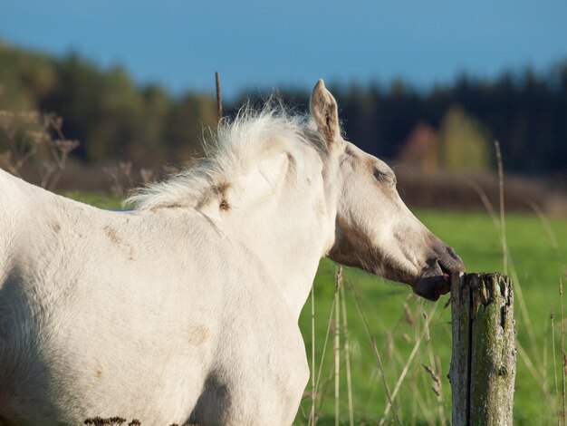 Foto nahaufnahme von schafen auf dem gras