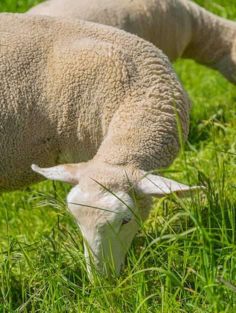 Foto nahaufnahme von schafen, die auf dem feld weiden