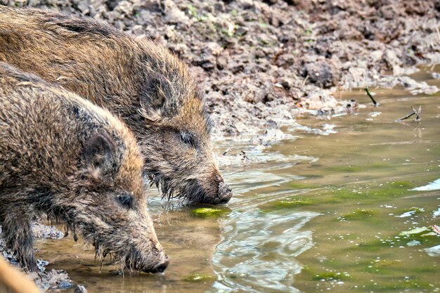 Foto nahaufnahme von schafen, die wasser aus einem see trinken