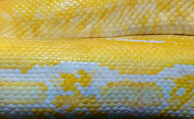 Nahaufnahme von Schlangen-Textur-Hintergrund