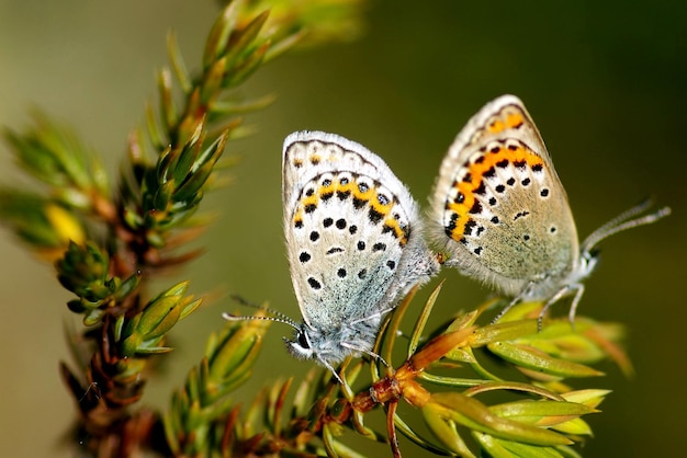 Foto nahaufnahme von schmetterlingen auf blüten