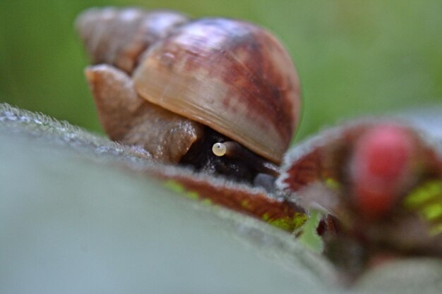 Foto nahaufnahme von schnecken