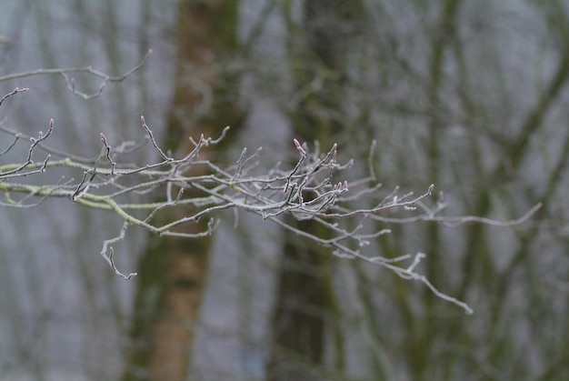 Foto nahaufnahme von schnee auf bäumen im winter