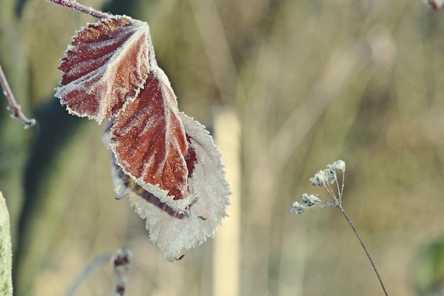 Foto nahaufnahme von schnee auf blättern im winter