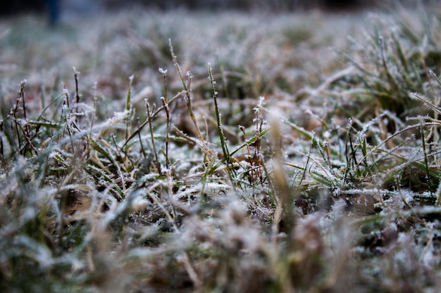 Foto nahaufnahme von schnee auf dem feld