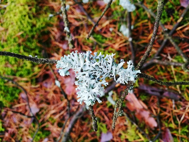 Nahaufnahme von Schnee auf der Anlage