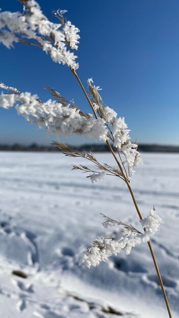 Foto nahaufnahme von schnee auf einem baum