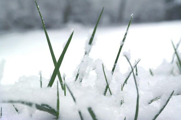 Foto nahaufnahme von schnee auf gräsern im winter