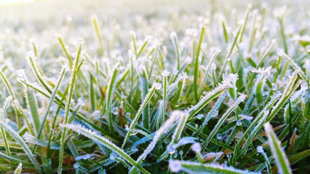 Foto nahaufnahme von schnee auf pflanzen