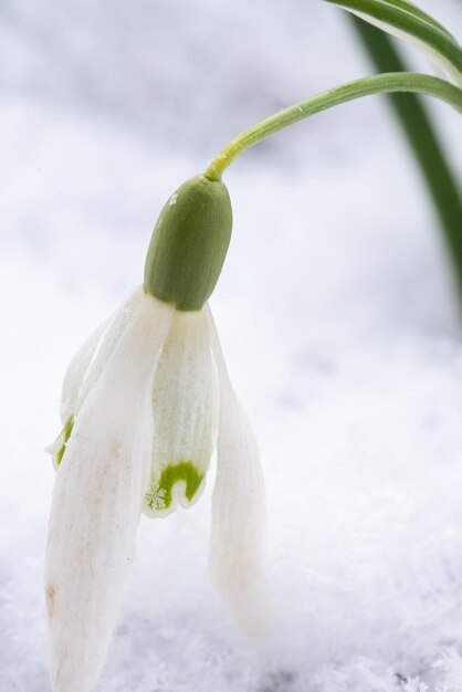 Foto nahaufnahme von schnee auf schneeflocke