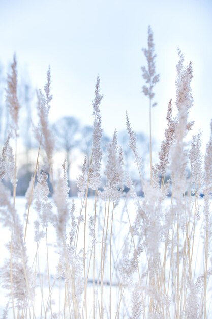 Foto nahaufnahme von schneebedeckten pflanzen auf dem feld gegen den himmel