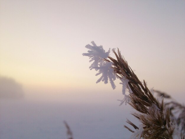 Foto nahaufnahme von schneeflocken auf der pflanze gegen den himmel bei sonnenuntergang