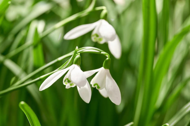 Nahaufnahme von Schneeglöckchenblumen, die auf einer Wiese vor verschwommenem grünem Hintergrund blühen Zarte weiße Blüten, die im Frühjahr in einem Garten oder Wald wachsen Galanthus nivalis Stängel und Blätter mit Kopierraum