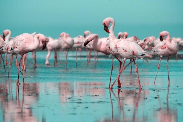 Nahaufnahme von schönen afrikanischen Flamingos, die mit Reflexion in stillem Wasser stehen