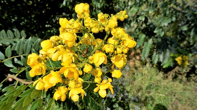 Nahaufnahme von schönen Blumen von Senna spectabilis, bekannt als Casia amarilla Whitebark Senna Yellow Shower